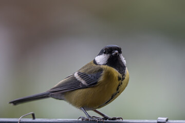 Alert Great Tit: Bird Portrait Looking at Camera with Copy Space © Krzysztof