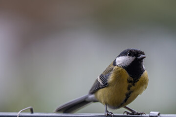Obraz premium Alert Great Tit: Bird Portrait Looking at Camera with Copy Space