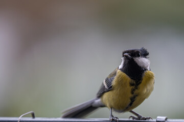 Fototapeta premium Alert Great Tit: Bird Portrait Looking at Camera with Copy Space