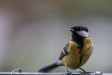 Fototapeta premium Alert Great Tit: Bird Portrait Looking at Camera with Copy Space
