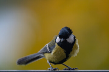 Fototapeta premium Great Tit: Bird Portrait on Golden Autumn Background