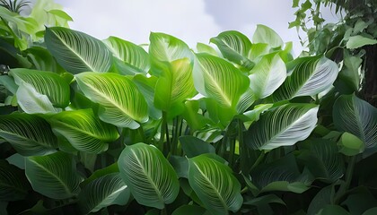 Lush Green Peace Lily Leaves in Natural Light.