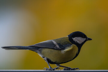 Vibrant Autumn Songbird: Great Tit Profile with Golden Bokeh