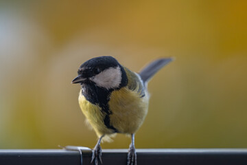 Fototapeta premium Elegant Great Tit Profile with Warm Bokeh Copy Space