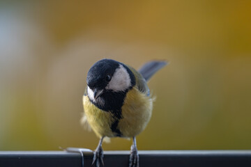 Elegant Great Tit Profile with Warm Bokeh Copy Space