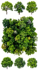 Lush Green Trees - A Collection of Natural Beauty and Growth.