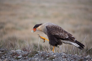 Southern crested caracara standing on Patagonian grassland, lifting its foot in a natural pose.