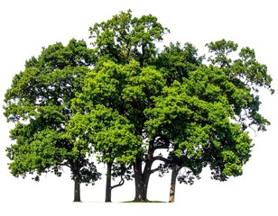 Lush Green Trees - A Vibrant Forest Canopy Against a White Backdrop.