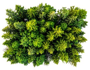 Lush Greenery - A Vibrant Canopy of Miniature Trees from Above.