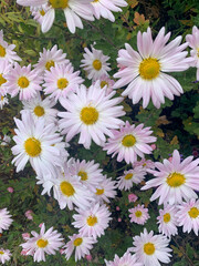 beautiful flowers in the garden
