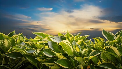 Lush Hosta Plants Against a Dramatic Sunset Sky.