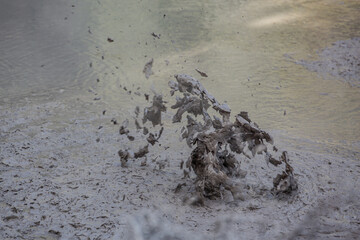 Boiling mud pool in Rotorua, New Zealand, with bubbling geothermal activity and mineral textures.