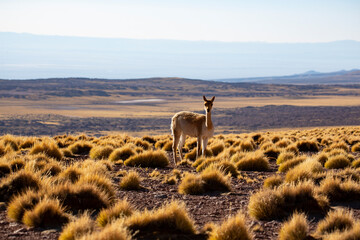 Obraz premium Close-Up Portrait of a Brown Llama in Natural Mountain Landscape