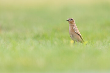 A northern wheatear (Oenanthe oenanthe) in a field.