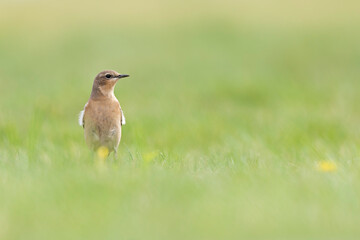 A northern wheatear (Oenanthe oenanthe) in a field.