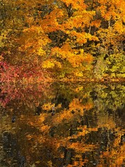 golden fall in the park, colorful autumn trees on the pond, falling leaves on the pond surface
