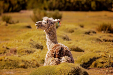 Obraz premium Close-Up Portrait of a Brown Llama in Natural Mountain Landscape