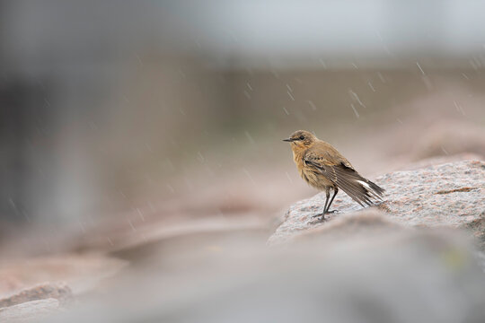 A northern wheatear (Oenanthe oenanthe) standing in the rain.