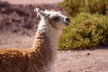 Obraz premium Close-Up Portrait of a Brown Llama in Natural Mountain Landscape