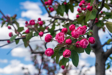 Red apple blossom against the sky.