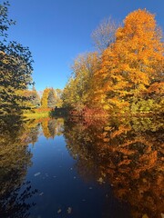 Fototapeta premium golden fall in the park, colorful autumn trees on the pond, falling leaves on the pond surface