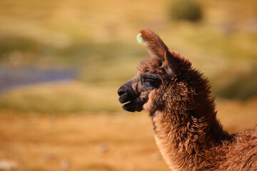 Obraz premium Close-Up Portrait of a Brown Llama in Natural Mountain Landscape