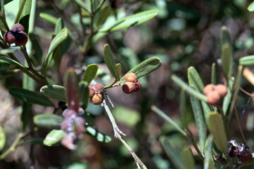 Fruit of a spurge olive, Cneorum tricoccon