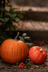 Two orange pumpkins on outdoor stone steps surrounded by green leaves. Autumn still life symbolizing fall, harvest, Thanksgiving, and Halloween atmosphere.