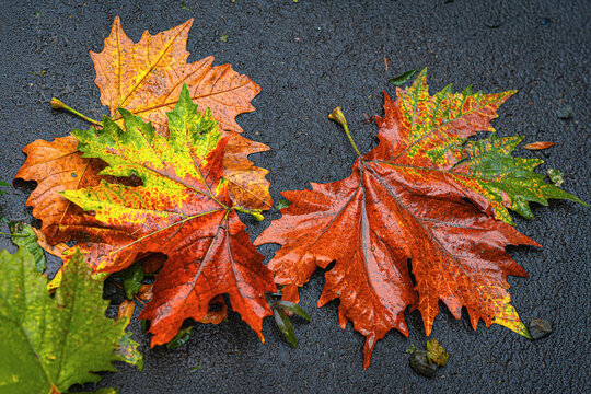 Wet Autumn Leaves on Asphalt. Colorful autumn leaves in red, yellow and green tones lie wet on black asphalt after rain. Concept of fall background, texture, seasonal nature, street simplicity