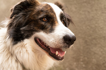 Close up portrait of adorable young  Shepherd dog