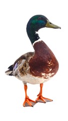 Side view of a mallard duck