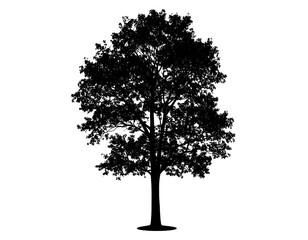 Silhouetted tree against white background