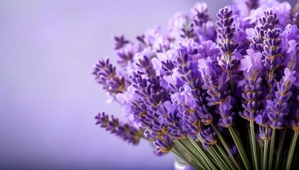 Fototapeta premium cut lavender flowers bouquet