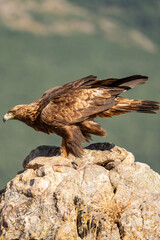 Golden eagle (Aquila chrysaetos) photographed in Spain