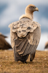 Griffon vulture (Gyps fulvus) photographed in Spain