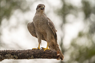 Common goshawk (Accipiter gentilis) photographed in Spain