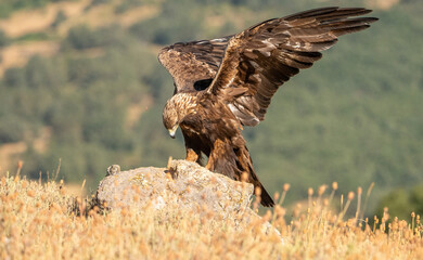 Golden eagle (Aquila chrysaetos) photographed in Spain