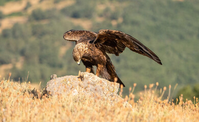 Golden eagle (Aquila chrysaetos) photographed in Spain