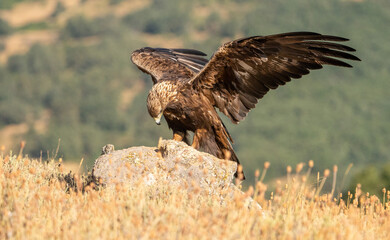 Golden eagle (Aquila chrysaetos) photographed in Spain
