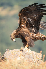Golden eagle (Aquila chrysaetos) photographed in Spain