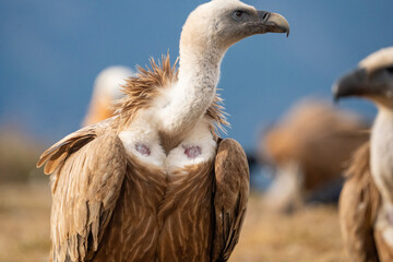 Griffon vulture (Gyps fulvus) photographed in Spain