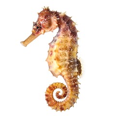 Sea horse profile