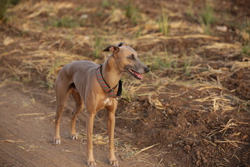 Focused Gaze of a Whippet