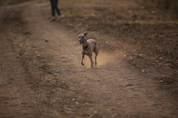 Italian Greyhound with Ball