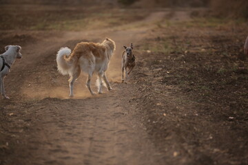 Obraz premium Russian Borzoi in the Field