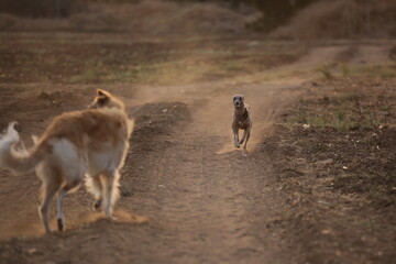Focused Gaze of a Whippet