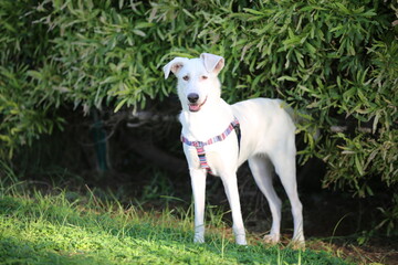 Dog Resting on Grass