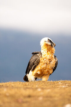 Bearded Vulture (Gypaetus barbatus) photographed in Spain