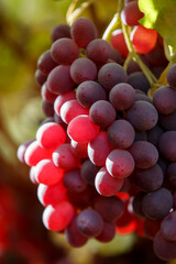 Red Grapes Hanging on Vine in Autumn Vineyard