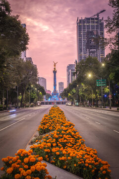 Avenida Paseo de la Reforma in Mexico City, adorned with bright orange marigold (cempazuchil) flowers in the medians, leading the eye to the iconic Angel of Independence monument. Day of dead.